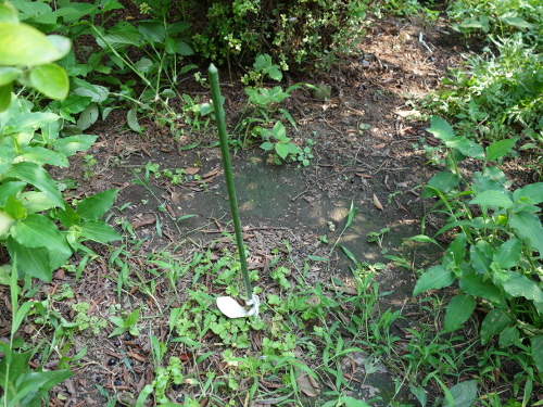 パウダーブルー