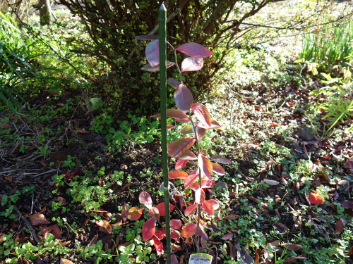 パウダーブルー