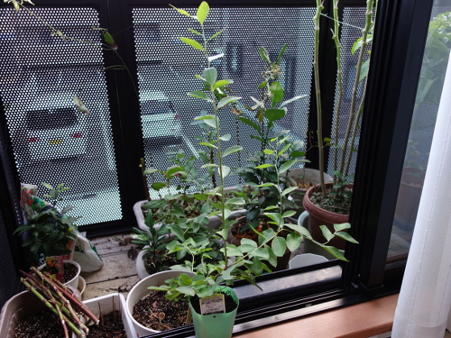 パウダーブルー