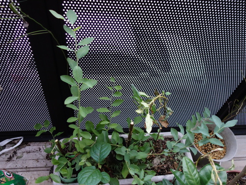 パウダーブルー