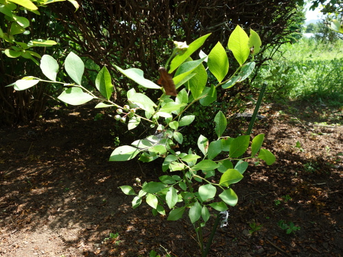 パウダーブルー