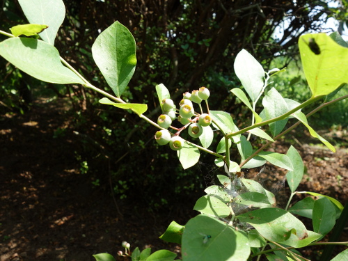 パウダーブルー