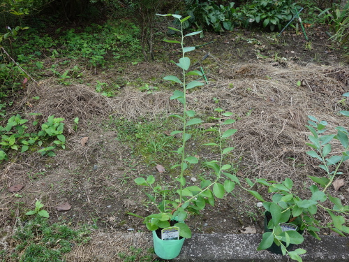 パウダーブルー