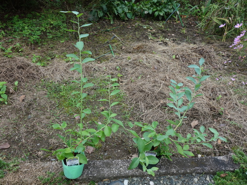 パウダーブルー