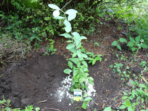 パウダーブルー