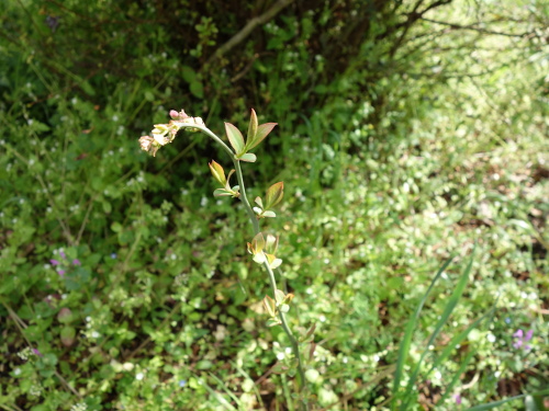 パウダーブルー