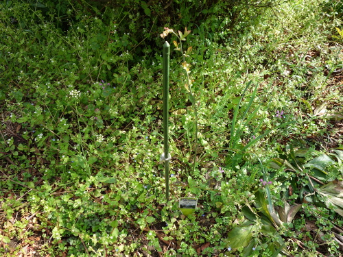 パウダーブルー