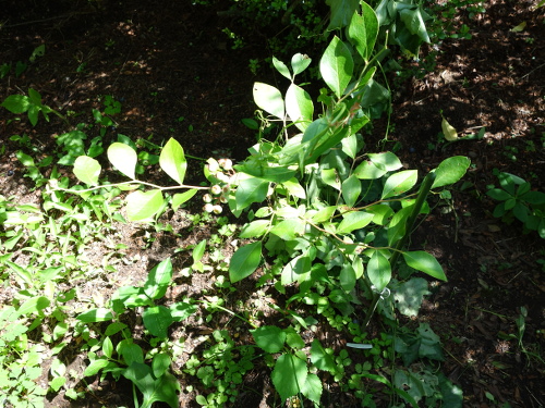 パウダーブルー