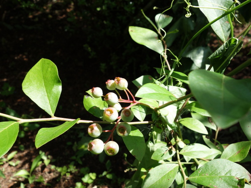 パウダーブルー