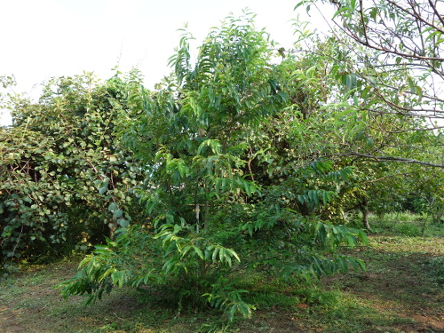 とげなし栗の実生