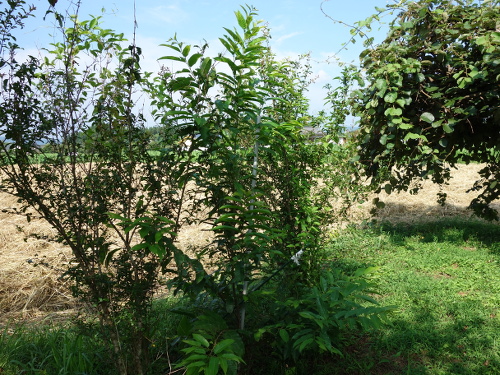 Seedling of No-thornyChestnut