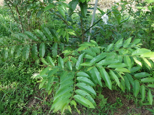 Seedling of No-thornyChestnut