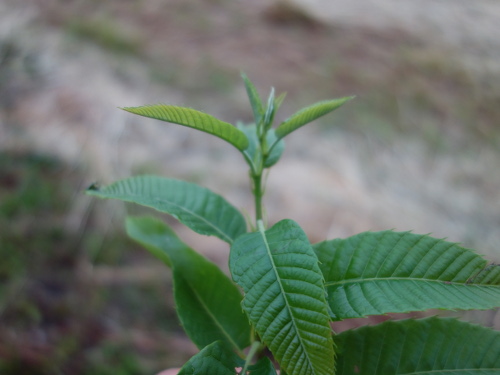 とげなし栗の実生