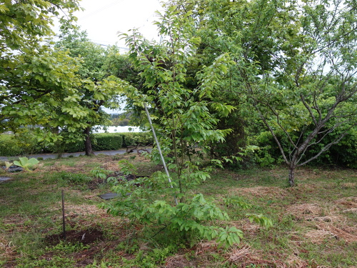 とげなし栗の実生