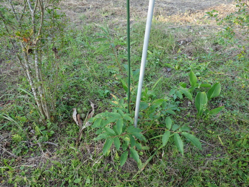 Seedling of No-thornyChestnut