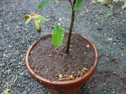Seedling of No-thornyChestnut