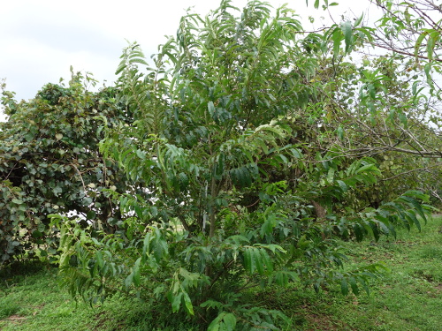 とげなし栗の実生