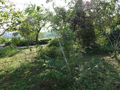 とげなし栗の実生