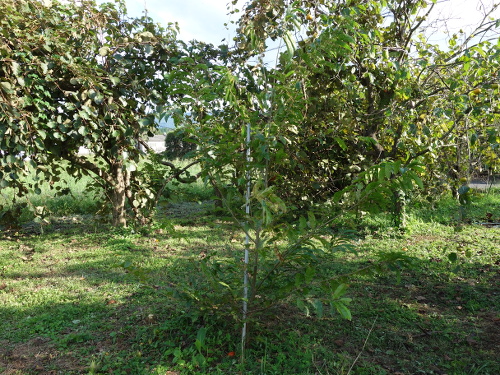 とげなし栗の実生