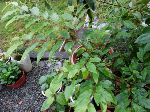 Seedling of No-thornyChestnut