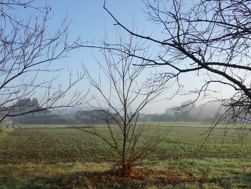 とげなし栗の実生