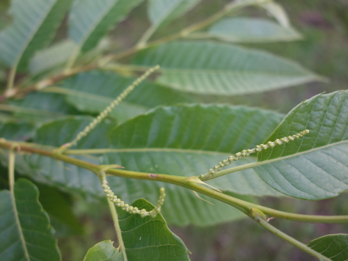 とげなし栗の実生の花芽