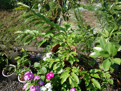 Seedling of No-thornyChestnut