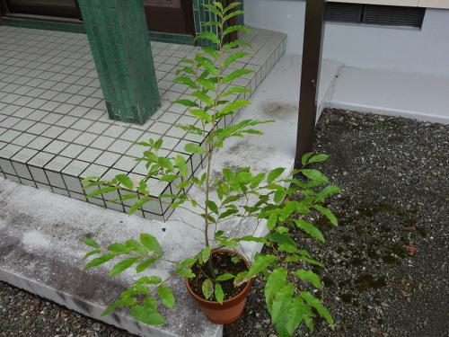 Seedling of No-thornyChestnut