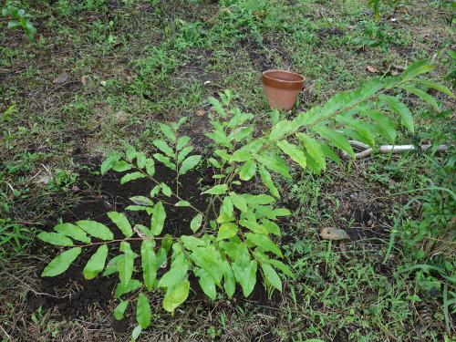 Seedling of No-thornyChestnut