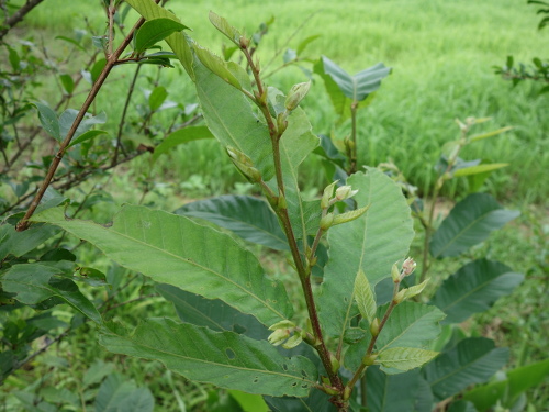 Seedling of No-thornyChestnut