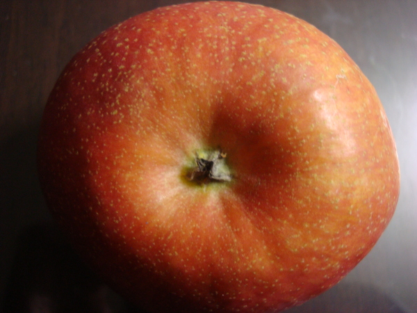 Calyx of Sun Fuji Apple