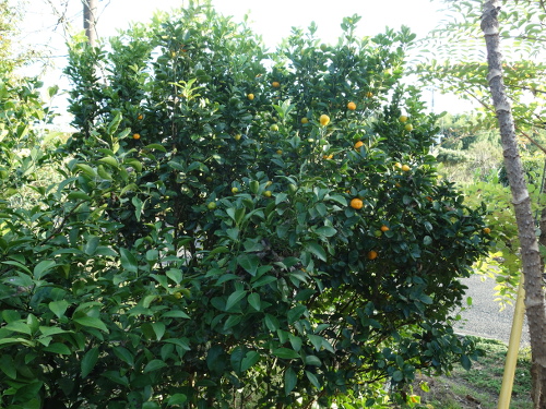 植え付けて6年後の大実金柑の木
