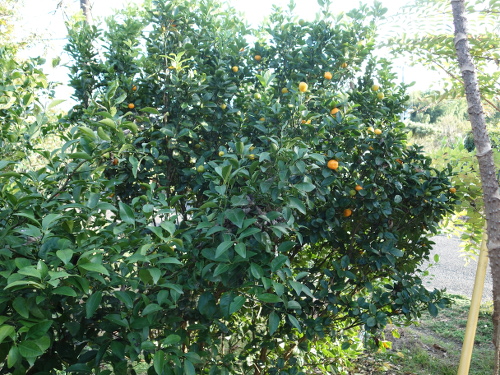 6年後の大実金柑の木