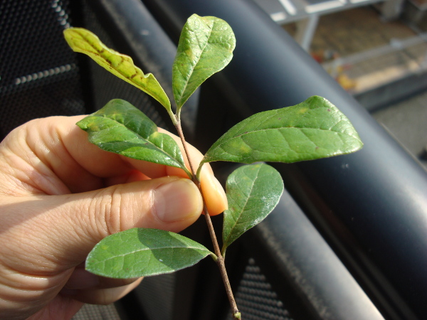 Cutting of Feijoa branch