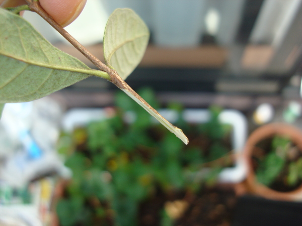Cutting of Feijoa branch