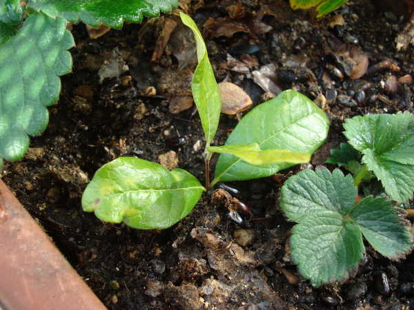 Cutting of Feijoa branch