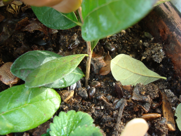 Cutting of Feijoa branch