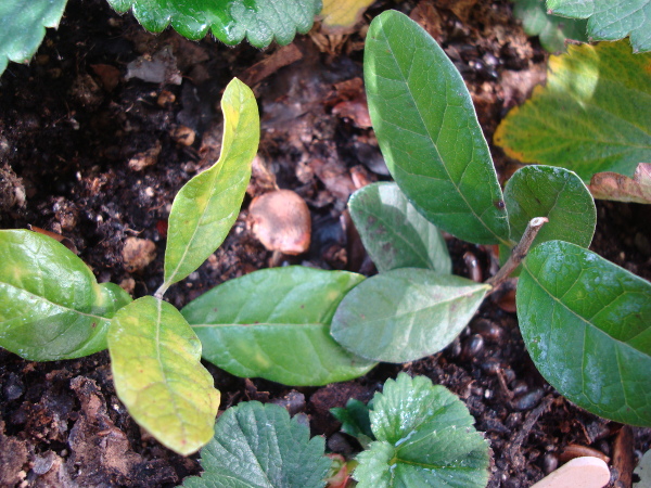 Cutting of Feijoa branch