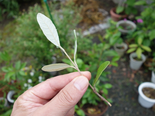 Cutting of Feijoa branch
