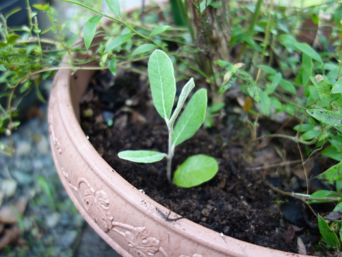 Cutting of Feijoa branch