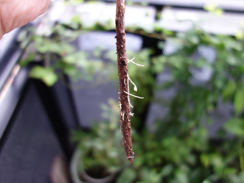 Cutting of Feijoa branch