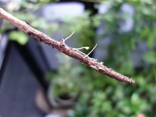 Cutting of Feijoa branch