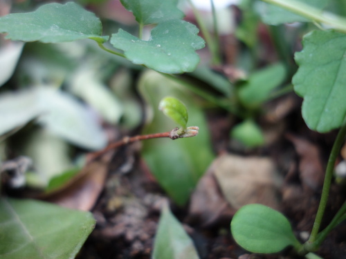 Cutting of Feijoa branch