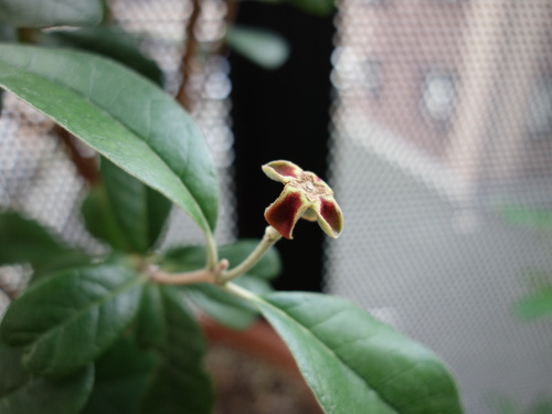 Feijoa in a Pot