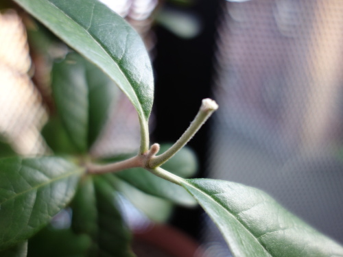 Feijoa in a Pot