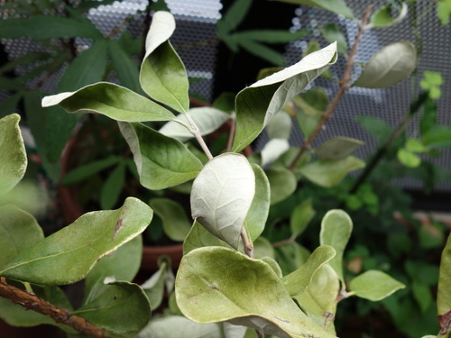 Feijoa in a Pot