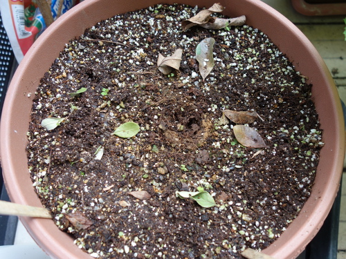 Feijoa in a Pot