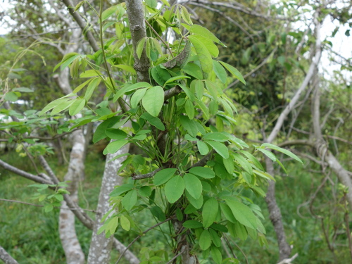 Five-leafed Akebi