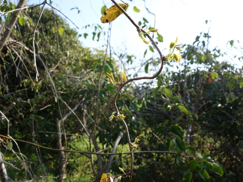 Buds of five-leafed akebi
