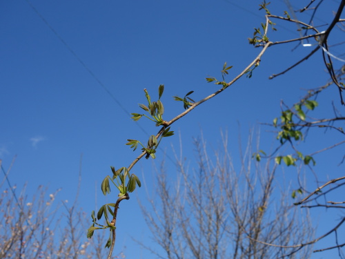 Vine of five-leafed akebi